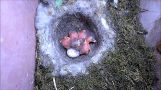 Koolmees met net geboren jongen.