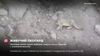 Леопард ниндзя-чудом избежал смерти после падения с огромной высоты