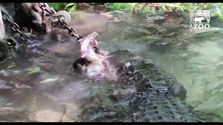 American Alligator Feeding for World Crocodilian Day - Cincinnati Zoo