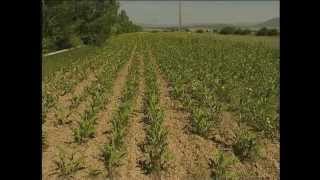 Cultivos ecológicos de Soria Natural