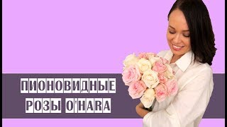 Пионовидные розы O"Hara // особенности // свежие цветы //букет из роз