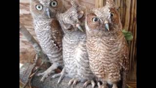 Whooooo are youuuuu via - JukinMedia