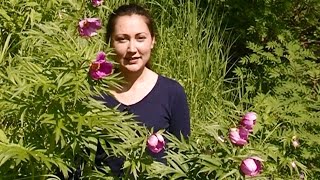 7 чудес НАО:  Пионы на Крайнем Севере