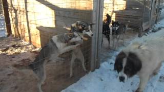 Huskey Farm - Finland (Lapland)