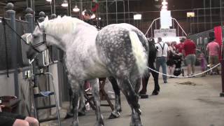 огромные лошади / big horses