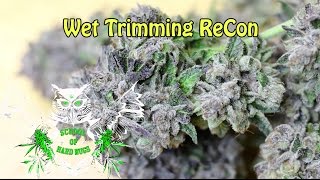 Trimming ReCon | Watch a Marijuana Plant get Trimmed | How to trim weed | Wet Trim