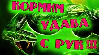 УДАВ ЕСТ С РУК!!!!