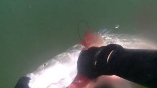 american river freedive striper hunt