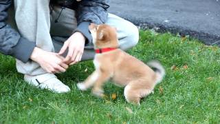 Shiba pup says hello (the Shiba smile)