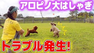 まさかのトラブル発生3連発！ドッグランでアロマとピノと遊んでたら...アロマ大丈夫!?【マザー牧場】