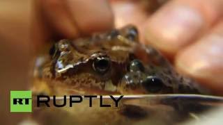 Russia: Scientists from Yekaterinburg show off newly discovered MUTANT frogs