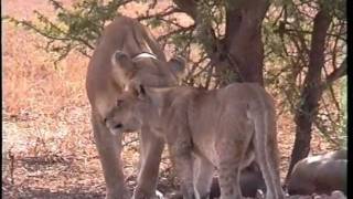 Lions d'Afrique, la fin d'un règne ?