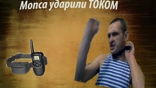 Мопс получил разряд