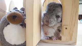 House of CUTE... cuddly chinchillas!