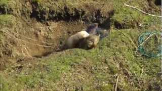 Ferreting - Last day of season