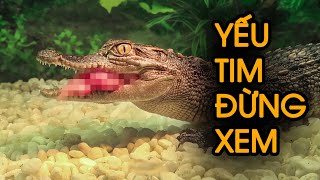Cận cảnh CÁ SẤU ăn thịt heo - [Nghiêm cấm xem lúc ăn uống]