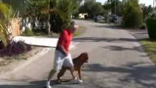 Watch as Richard has Max walking properly in a few minutes....YOU GATTA SEE IT!