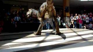 Baby T-Rex at Polo Park