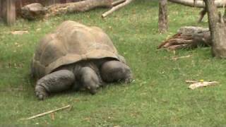 Giant Tortoise At Bristol Zoo