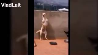 ЛУЧШИЕ ПРИКОЛЫ И COMBO VINE