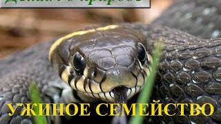 Сообщение про ужа ∫ Почему пресмыкающиеся так называются?