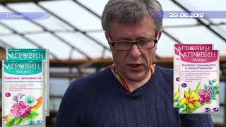 Применение на розе сорта Вильям Шекспир препаратов Вигор Форте и Агровин, часть 2