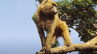 The Extraordinary Life Around a Tree