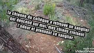 Battue sanglier jagd et Griffon fauve
