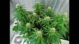 Auto AK 47(Xseeds)/ДНАТ400/земля/X-Grow/LST