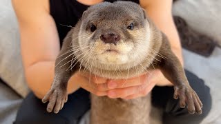 何度も駆け寄ってきてくれるカワウソをつい捕獲してしまった I capturing an otter that kept running up to me.