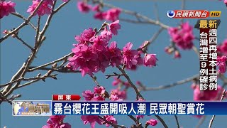 霧台櫻花王盛開吸人潮 民眾朝聖賞花－民視新聞