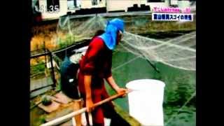 宮島養魚場　福ダルマ