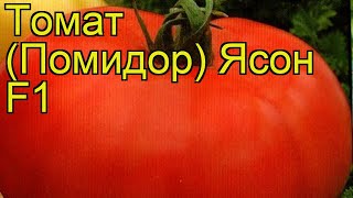 Томат обыкновенный Юбилейный Тарасенко. Краткий обзор, описание характеристик, где купить семена