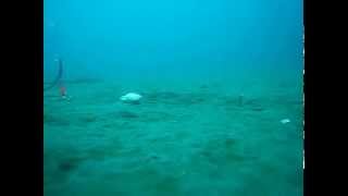 2014年5月 船カレイ釣り中に、海底を撮影してみた動画。1/2