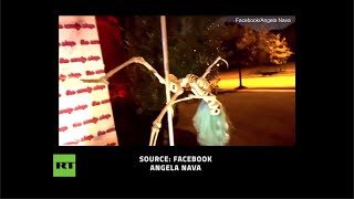 Pole dancing skeletons are the best Halloween decoration you'll see this season