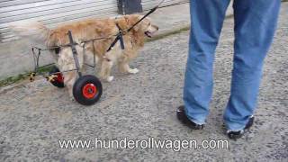 Hunderollstuhl, gelähmte Hunde, Rollstuhl, Tiere