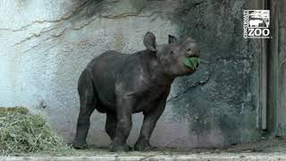 Baby Black Rhino Calf is Full of Energy - Cincinnati Zoo