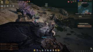 Black Desert добыча устриц