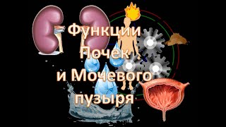 Теория У- Син. Функции Чжан и Фу органов. Почки и Мочевой пузырь