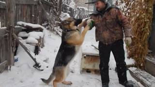 вольер для немецкой овчарки (часть 3)