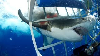 10 ПУГАЮЩИХ встреч С АКУЛАМИ, пойманных НА КАМЕРУ