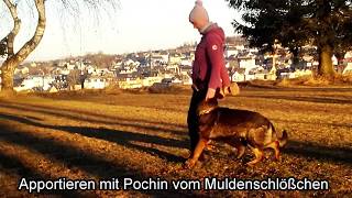 DDR Schäferhund Apportieren Pochin
