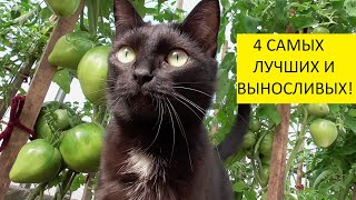 Мои любимые томаты Батяня, Любимый праздник, Пудовик, Тяжеловес Сибири - самые лучшие для Сибири!