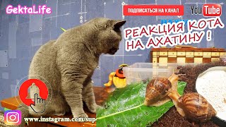 РЕАКЦИЯ КОТА на АФРИКАНСКИХ УЛИТОК ❗? УЛИТКА АХАТИНА