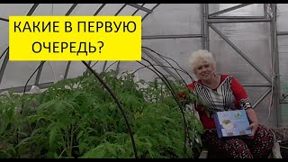 Какие томаты я уже высадила в теплицу? Самые выносливые! 