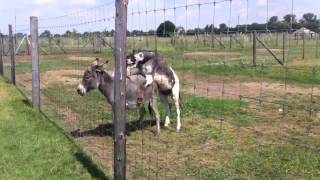 Zoo Safari