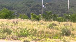T REX450 GUNさん オートカット