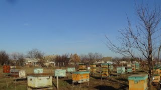 Обзор пасеки в январе, пчела зимой