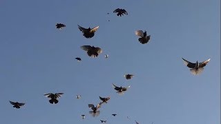 николаевские голуби.2017 | Голубь | летающий высоко