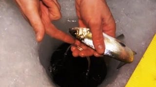 Ловля рипуса зимой